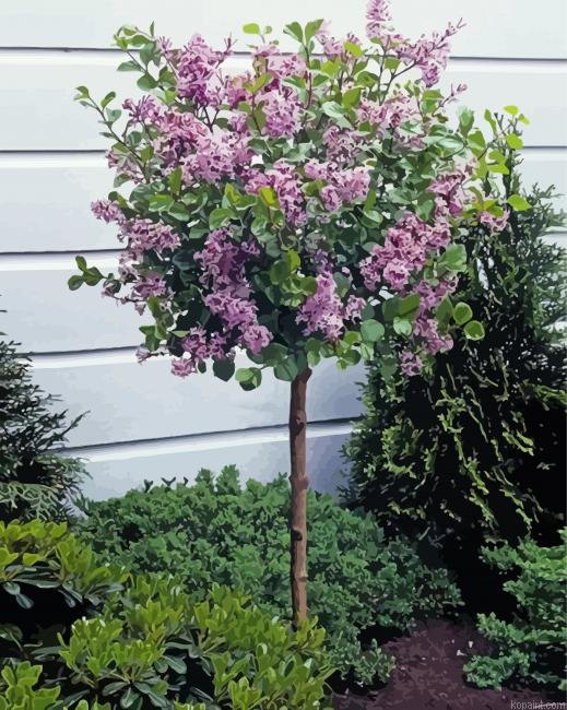 Lilac Tree Paint By Numbers