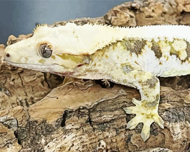 Lilly White Crested Gecko Painting By Numberss.png