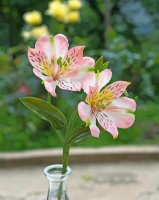 Lily Of The Incas Painting By Numberss.png