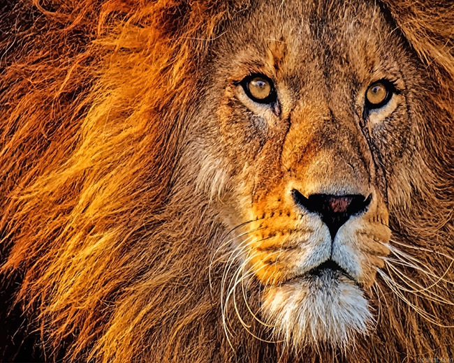 Lion Head New Painting By Numberss.png