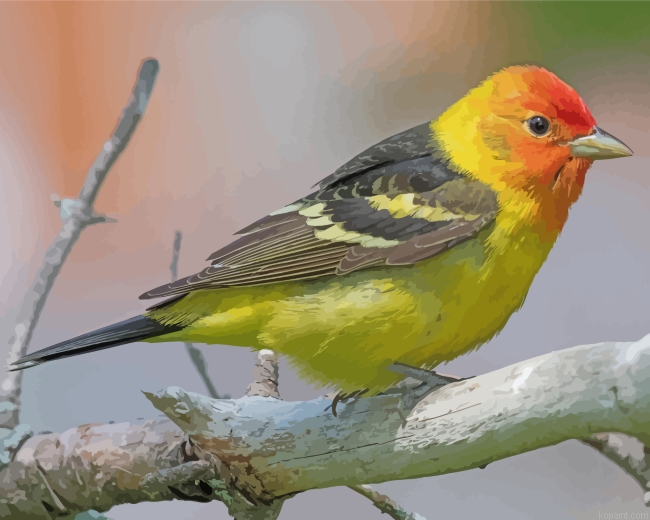 Little Western Tanager Bird Paint By Numbers