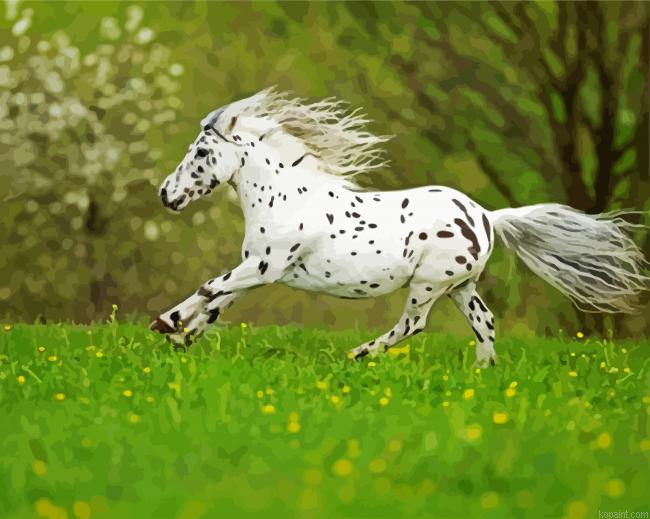 Little White Appaloosa Painting By Numberss.png
