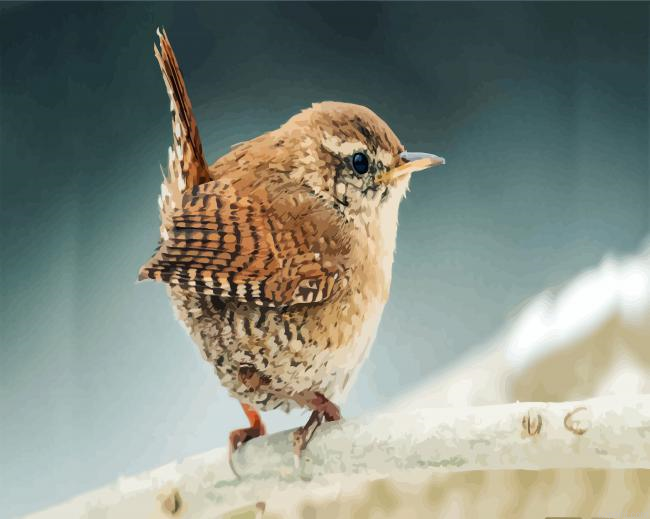 Little Wren Bird Painting By Numberss.png