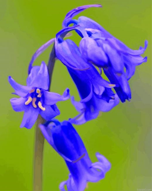 Lone Bluebells Flower Painting By Numberss.png