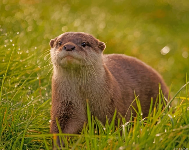 Lone Otter Painting By Numberss.png