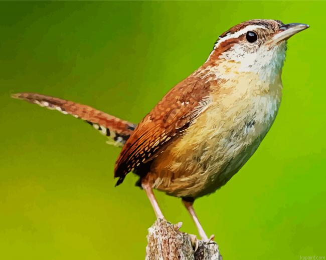 Lone Wren Bird Painting By Numberss.png