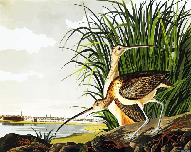 Long Billed Curlew By John James Audubon Painting By Numberss.png