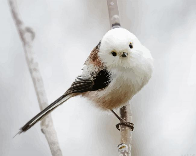Long Taild Bird Painting By Numberss.png