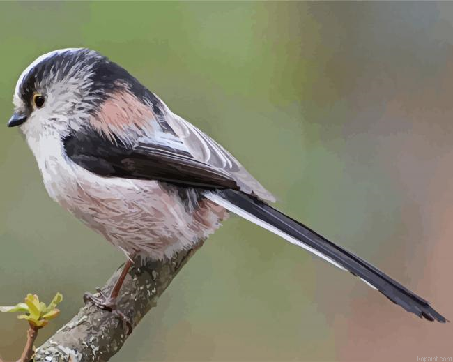 Long Taild Tit Painting By Numberss.png