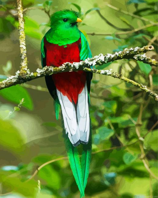 Long Tailed Colorful Quetzal Painting By Numberss.png
