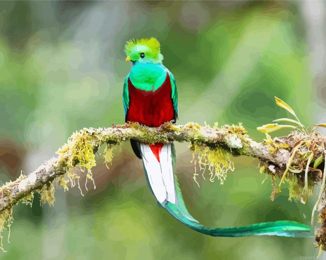 Long Tailed Quetzal Bird On A Branch Painting By Numberss.png