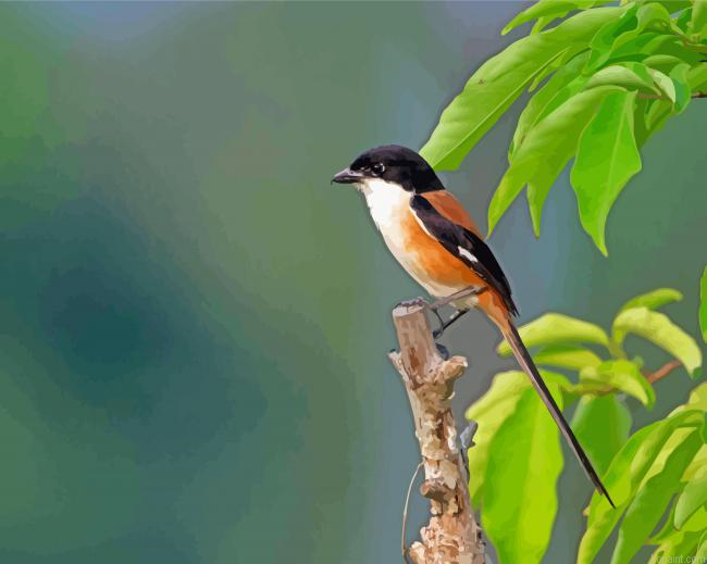 Long Tailed Shrike Bird Painting By Numberss.png
