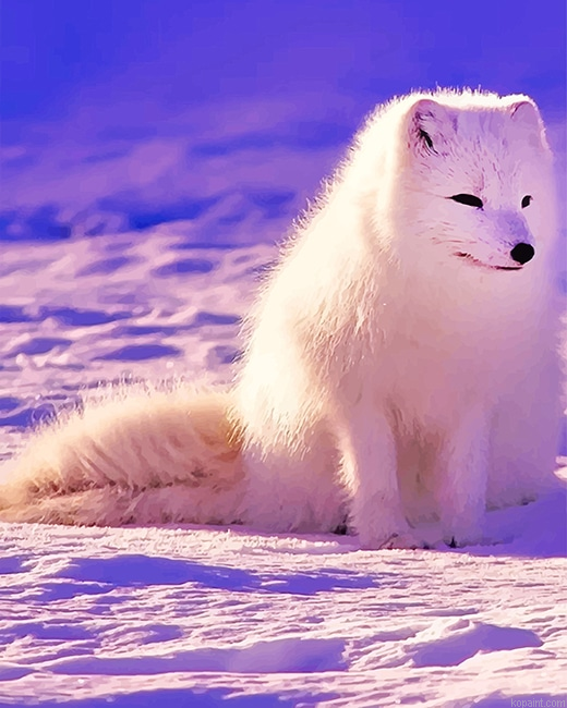 Lovely Arctic Fox New Painting By Numberss.png