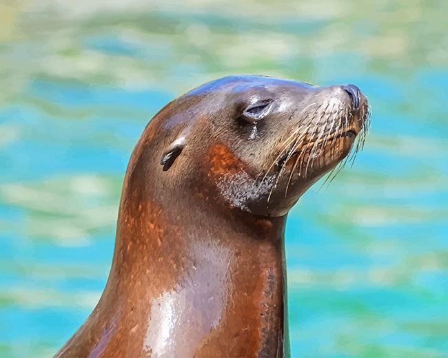 Lovely Otter Painting By Numberss.png