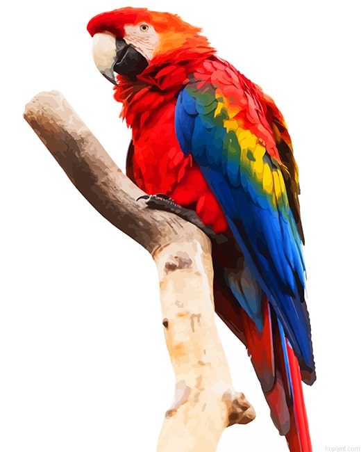 Macaw Png New Painting By Numberss.png
