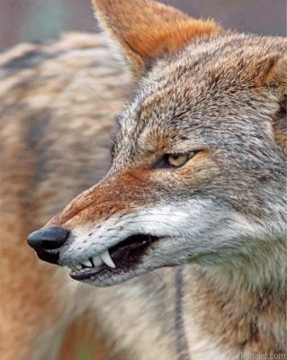 Mad Coyote Painting By Numberss.png