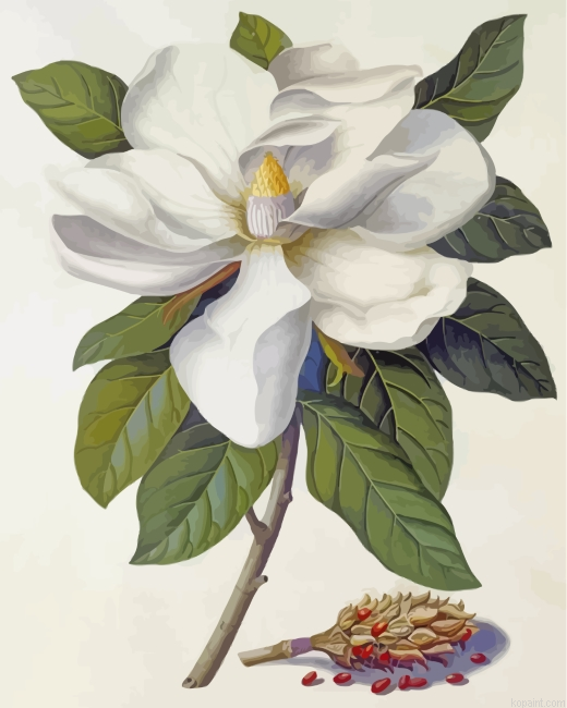 Magnolia Flower Painting By Numberss.png