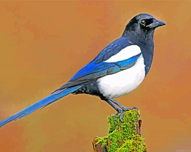 Magpie Painting By Numberss.png