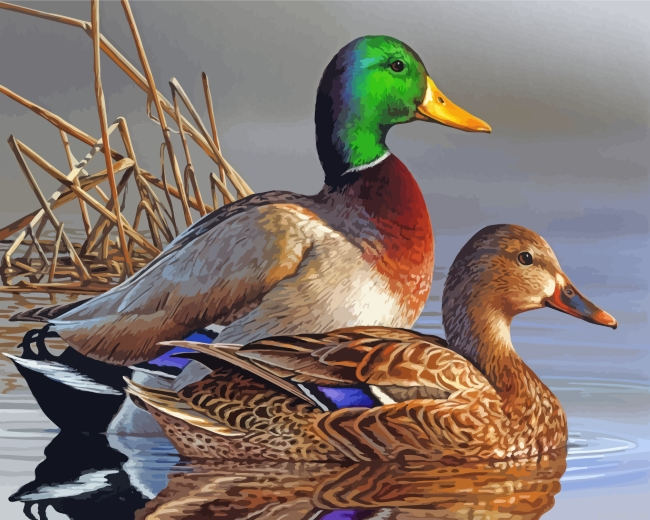 Male And Female Mallard Duck Painting By Numberss.png