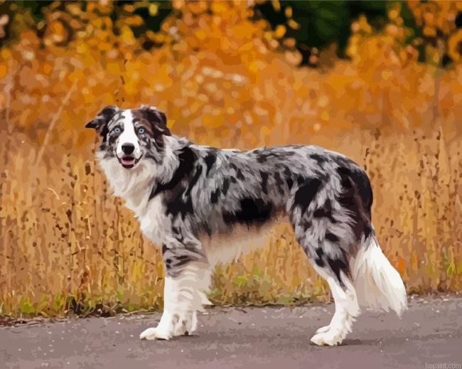 Male Blue Merle Border Collie Painting By Numberss.png