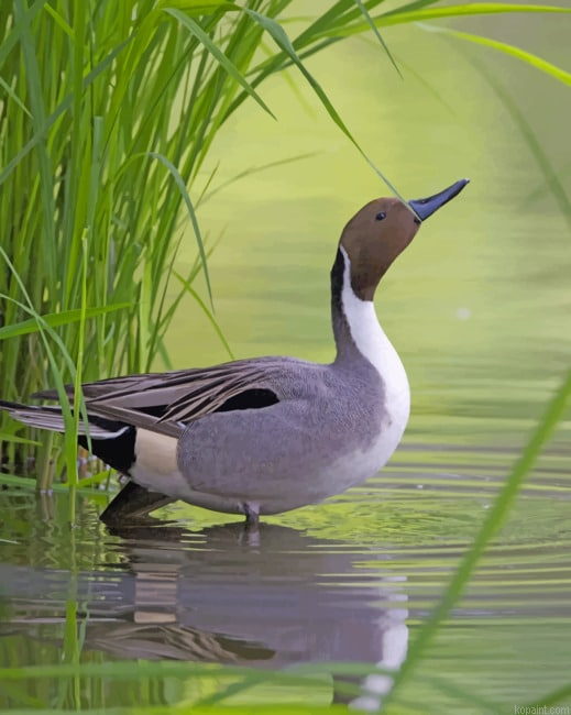 Mallard Duck In River Painting By Numberss.png
