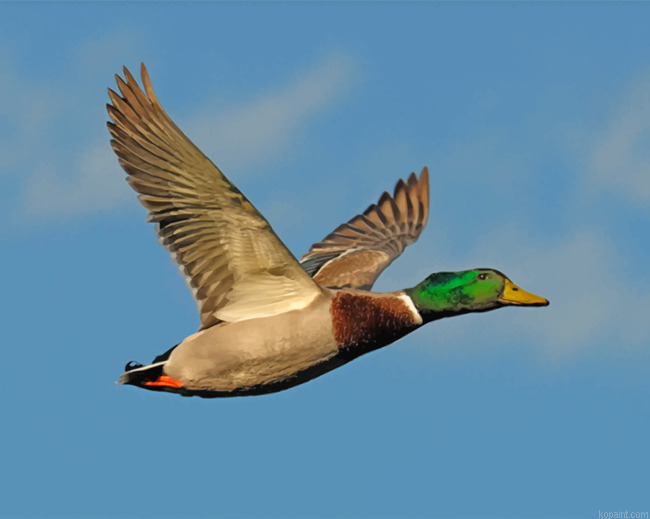 Mallard Flying Duck Painting By Numberss.png
