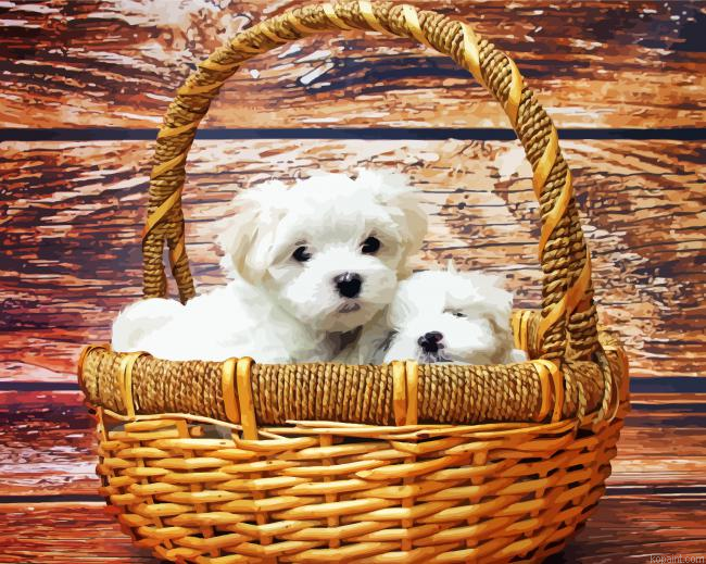 Maltese Dogs In Basket Painting By Numberss.png