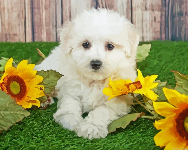 Maltipom And Sunflowers Painting By Numberss.png