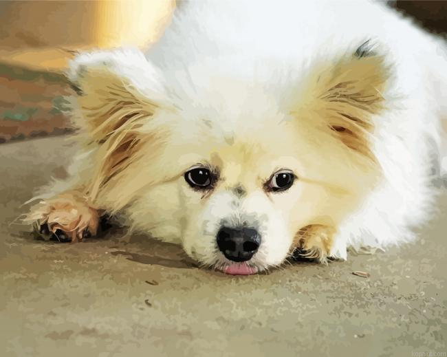 Maltipom Dog Painting By Numberss.png