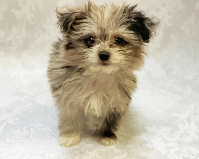 Maltipom Puppy Pet Paint By Numbers