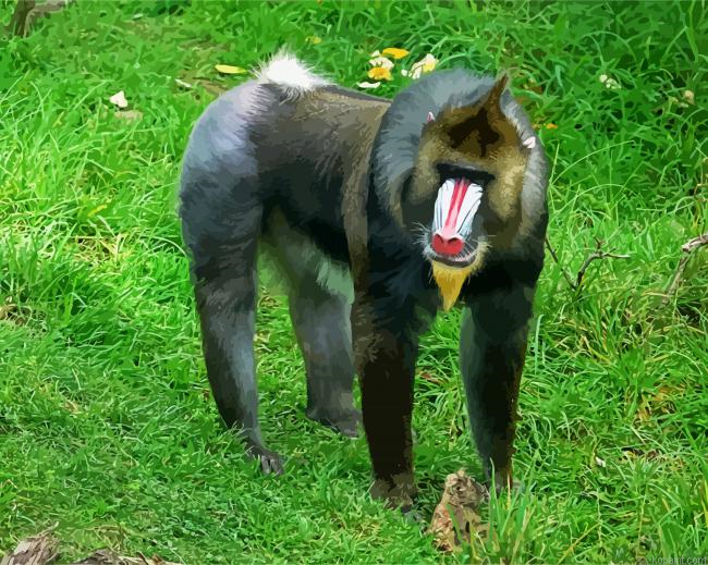 Mandrill Monkey Animal In Grass Painting By Numberss.png