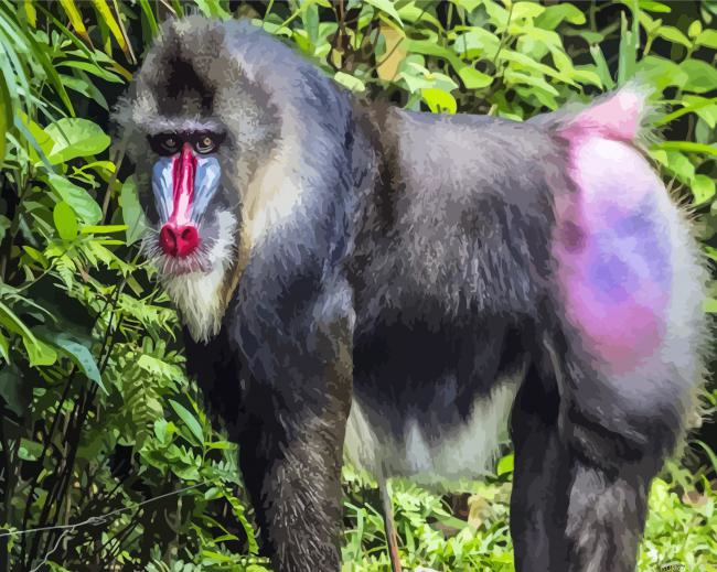 Mandrill Monkey Animal Painting By Numberss.png