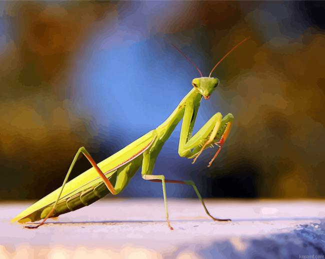 Mantis Insect Paint By Numbers.png