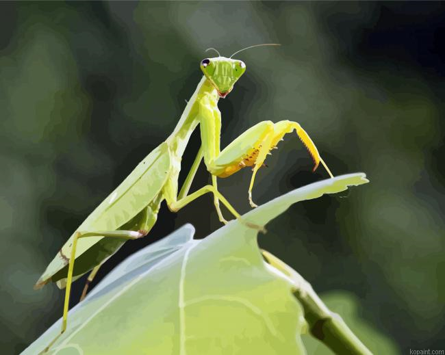Mantis On Leaf Paint By Numbers.png