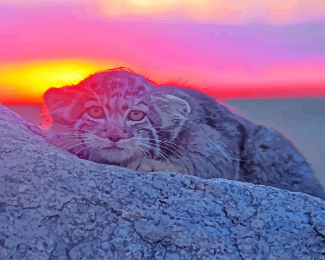 Manul At Sunset Paint By Numbers