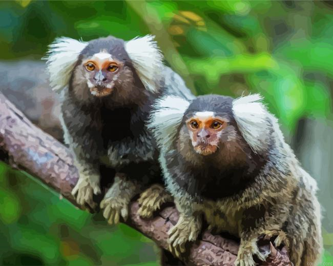 Marmosets Animals Painting By Numberss.png