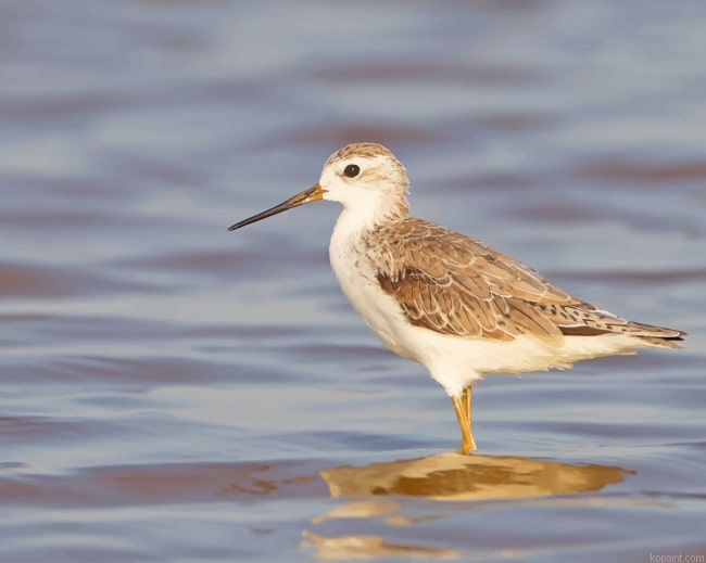 Marsh Sandpiper New Painting By Numberss.png