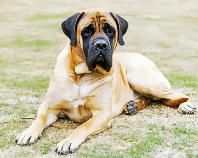 Mastiff Dog Paint By Numbers