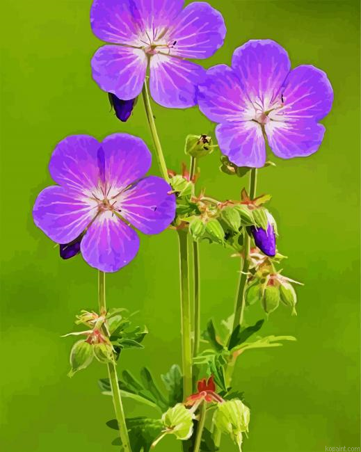 Meadow Cranesbill Paint By Numbers.png
