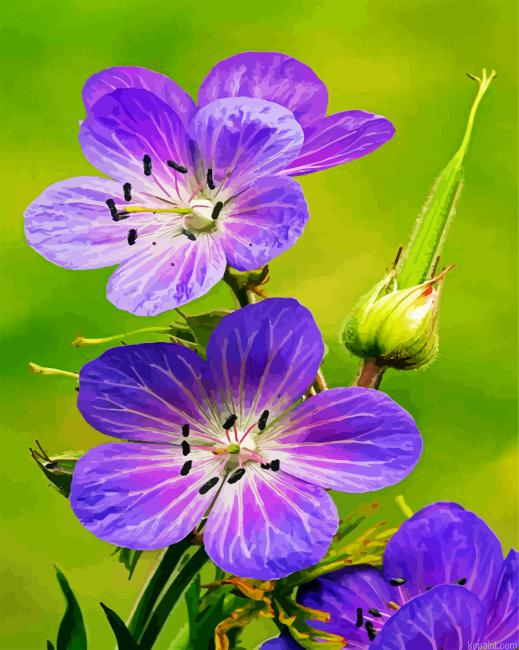 Meadow Cranesbill Wild Flowers Paint By Numbers.png