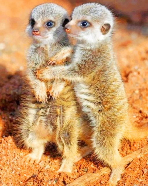 Meerkats Babies Painting By Numberss.png