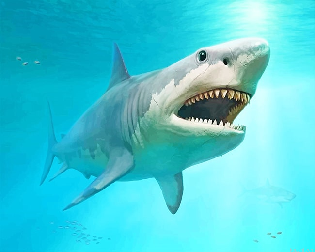 Megalodon Shark New Painting By Numberss.png