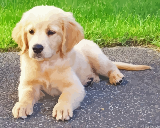 Miniature Golden Retriever Painting By Numberss.png
