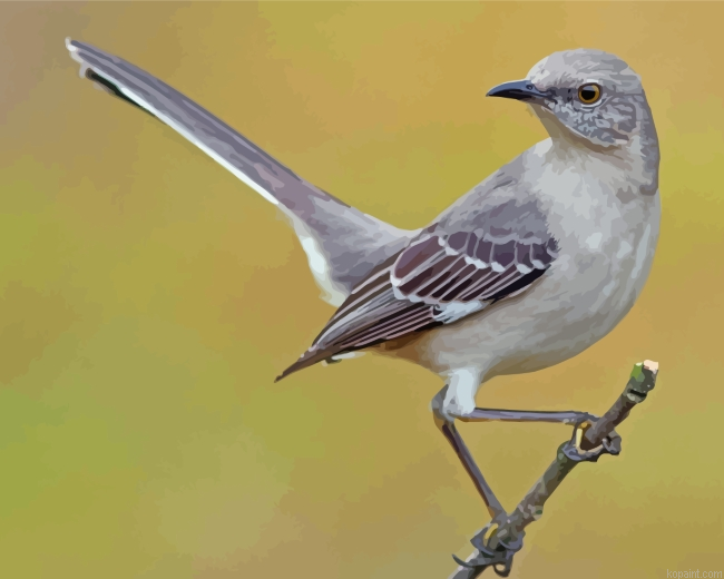 Mockingbird Bird Painting By Numberss.png