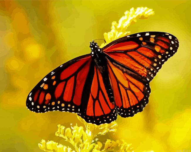 Monarch Butterfly Insect Painting By Numberss.png