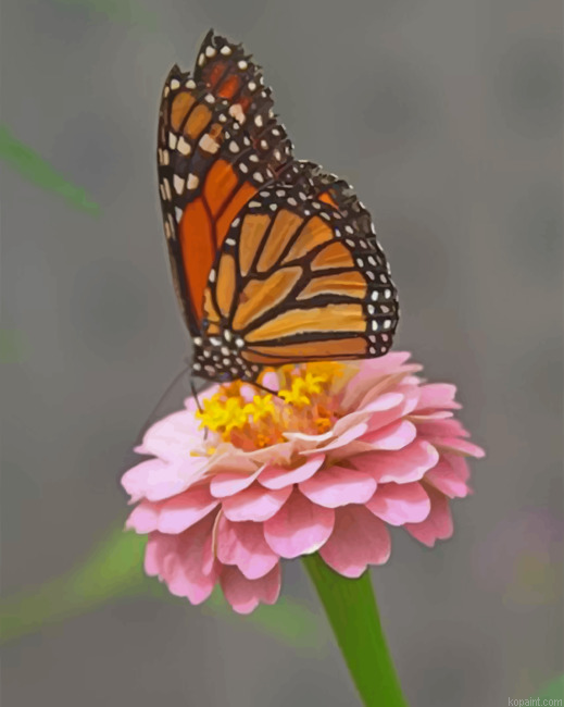 Monarch Butterfly On A Pink Flower Painting By Numberss.png