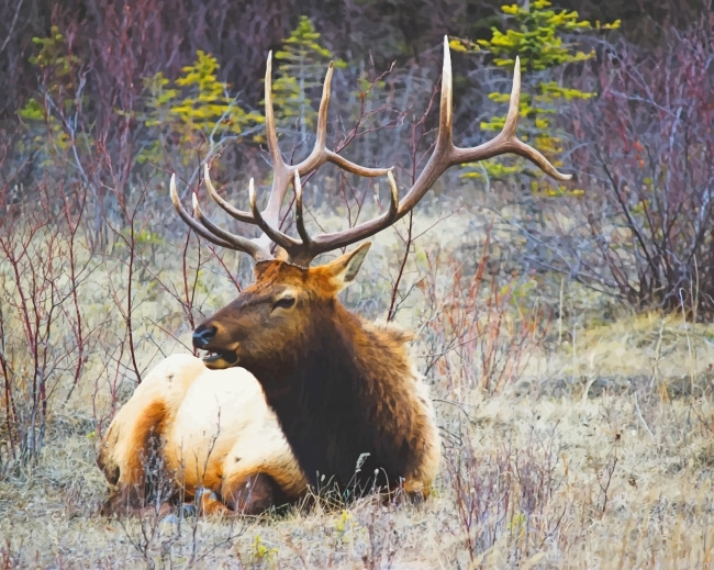 Moose Wildlife New Painting By Numberss.png