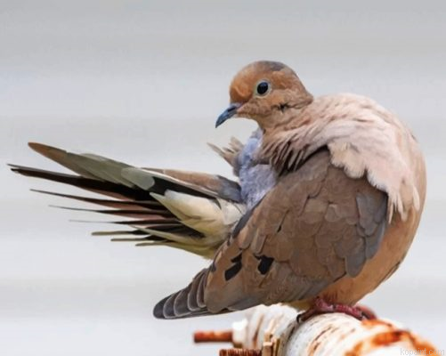 Mourning Dove Bird Painting By Numberss.png