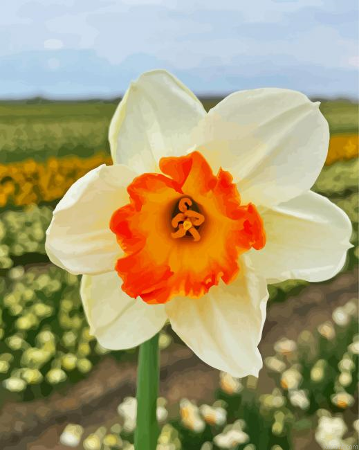 Narcissus Flower Painting By Numberss.png