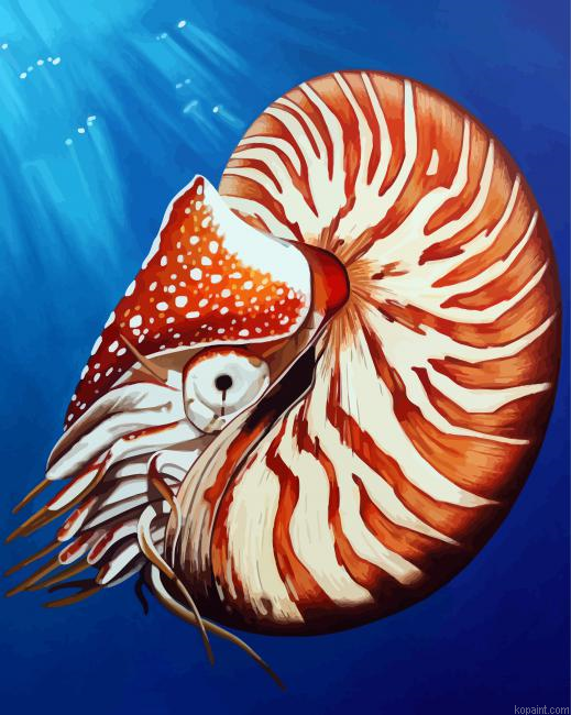 Nautilidae Shell Painting By Numberss.png